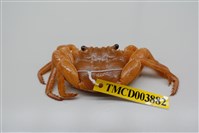 藏品(白紋方蟹)的圖片